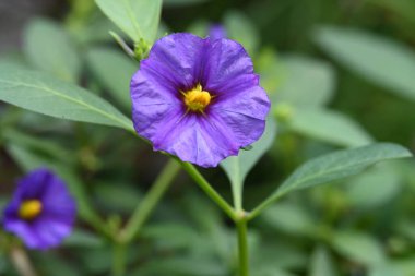 bahçede büyüyen çiçek yakın 