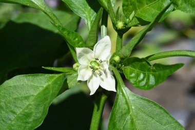 bahçede büyüyen çiçek yakın 