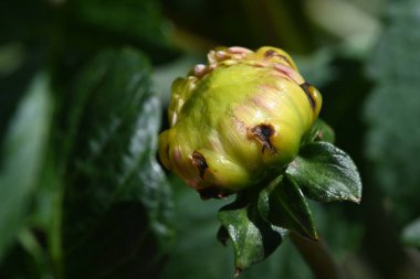 bahçede büyüyen çiçek yakın 