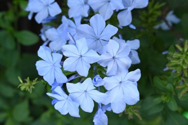 bahçede yetişen çiçeklerin yakın çekim 