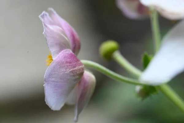 Kerti Virágtermesztés Közelről — Stock Fotó