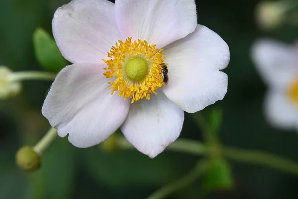 Κοντά Στην Καλλιέργεια Λουλουδιών Στον Κήπο — Φωτογραφία Αρχείου