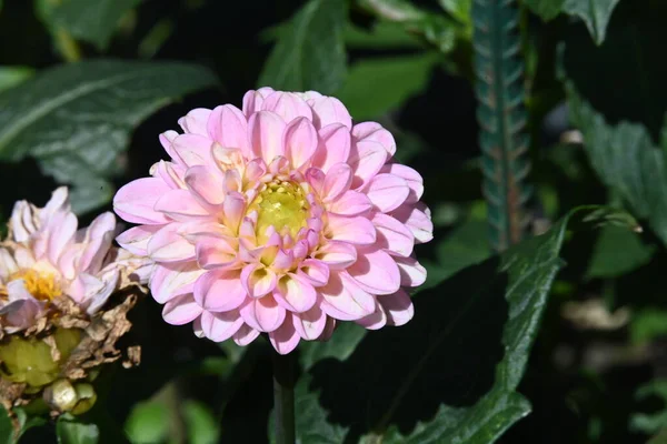 Närbild Blomsterodling Trädgården — Stockfoto