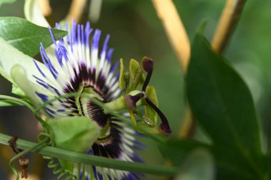 bahçede büyüyen çiçek yakın 
