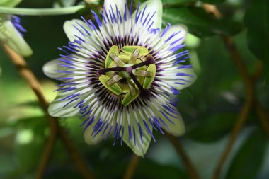 bahçede büyüyen çiçek yakın 