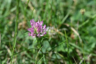bahçede büyüyen çiçek yakın 