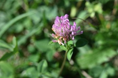 bahçede büyüyen çiçek yakın 