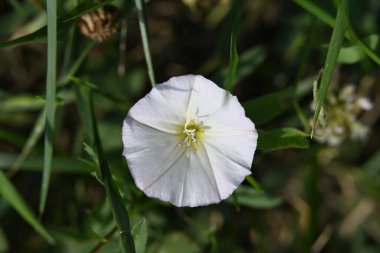 bahçede büyüyen çiçek yakın 