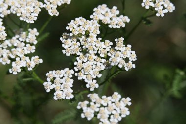 Bahçede beyaz çiçekler