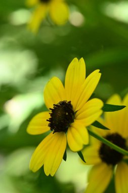 Bahçedeki güzel sarı çiçekler