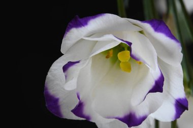 Siyah arkaplanda beyaz ve mor Eustoma çiçekleri, görüntüyü kapatın