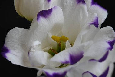 Siyah arkaplanda beyaz ve mor Eustoma çiçekleri, görüntüyü kapatın