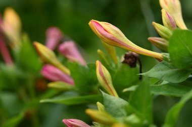bahçede yetişen çiçeklerin yakın çekim 