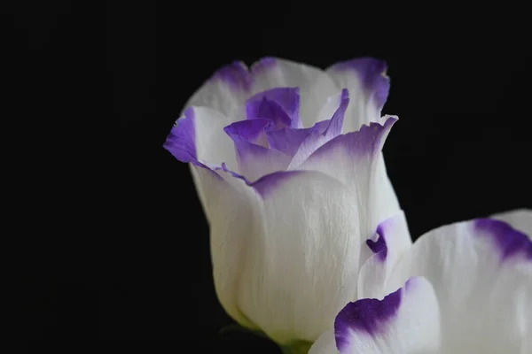 Flores Eustoma Branco Roxo Fundo Preto Vista Perto — Fotografia de Stock
