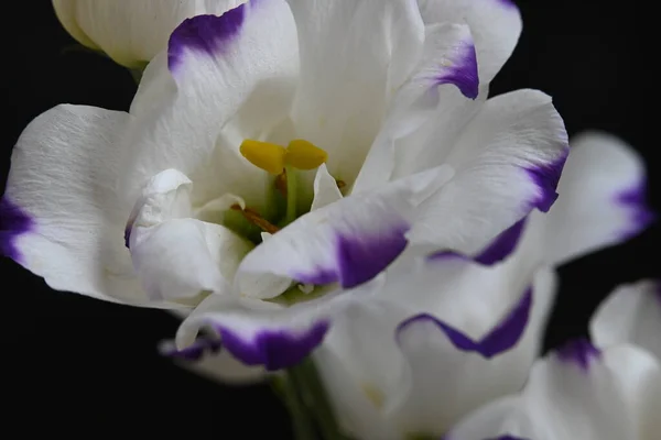 Flores Eustoma Branco Roxo Fundo Preto Vista Perto — Fotografia de Stock