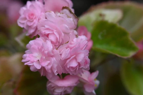 Close Flores Crescendo Jardim — Fotografia de Stock