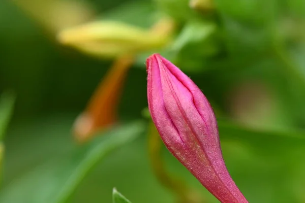 Крупним Планом Рожеві Квіти Ростуть Саду — стокове фото