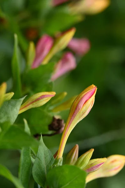 Bahçede Yetişen Çiçeklerin Yakın Çekim — Stok fotoğraf