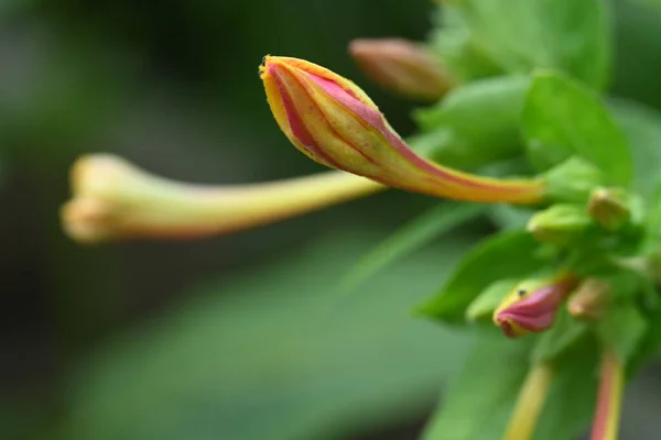 Bahçede Büyüyen Pembe Sarı Çiçekler — Stok fotoğraf