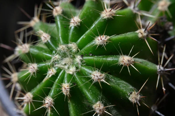 Kaktusy Bliska Makro Zdjęcie — Zdjęcie stockowe