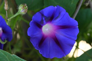 bahçede büyüyen çiçek yakın 