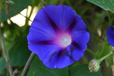 bahçede büyüyen çiçek yakın 