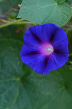 bahçede büyüyen çiçek yakın 