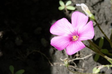 bahçede büyüyen çiçek yakın 