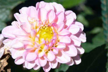 bahçede büyüyen çiçek yakın 