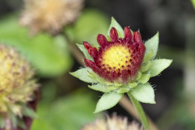 bahçede büyüyen çiçek yakın 