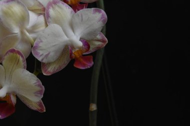 Koyu arkaplanda güzel çiçekler, yaz konsepti, yakın manzara