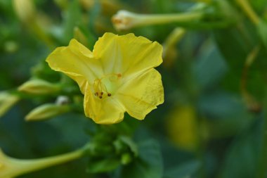 bahçede büyüyen çiçek yakın 