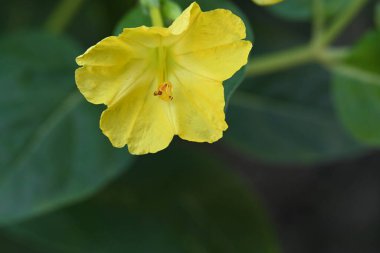 bahçede büyüyen çiçek yakın 