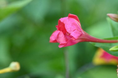 bahçede büyüyen çiçek yakın 