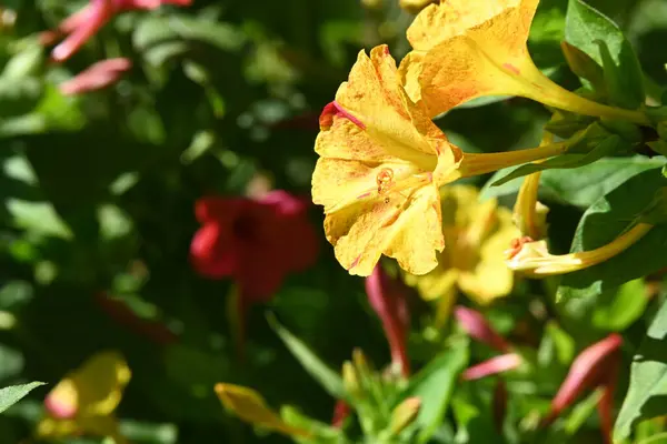 庭に咲く花をクローズアップ — ストック写真