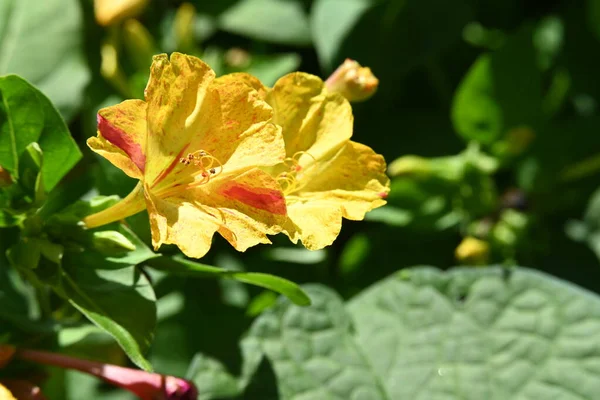 庭に咲く花をクローズアップ — ストック写真