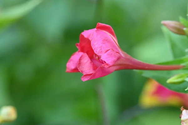 Bahçede Büyüyen Çiçek Yakın — Stok fotoğraf