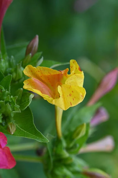 Bahçede Büyüyen Çiçek Yakın — Stok fotoğraf