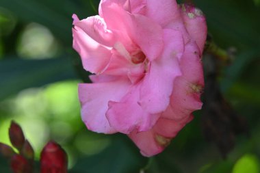 bahçede büyüyen çiçek yakın 