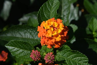 bahçede yetişen çiçeklerin yakın çekim 