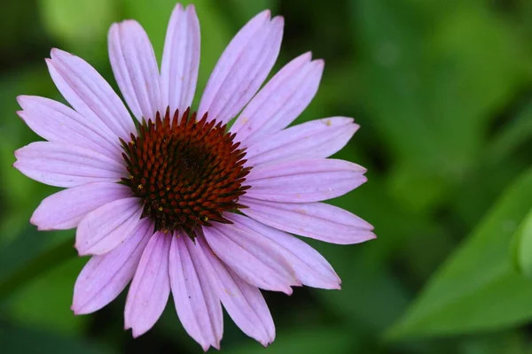 Primer Plano Flor Creciendo Jardín — Foto de Stock