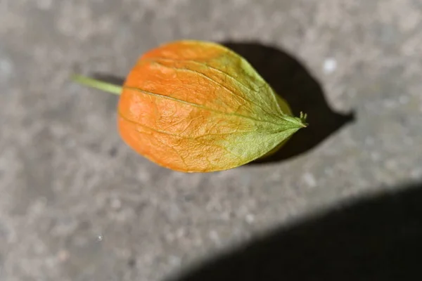 Оранжевый Физалий Каменной Поверхности — стоковое фото