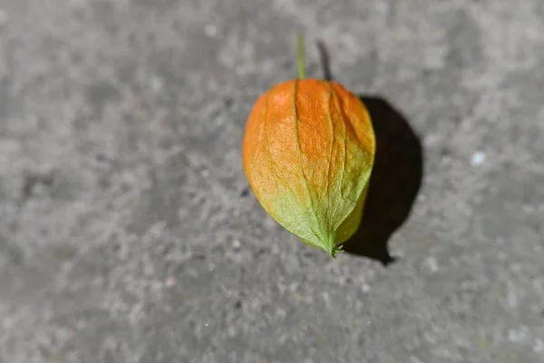 Physalis Oranye Permukaan Batu — Stok Foto