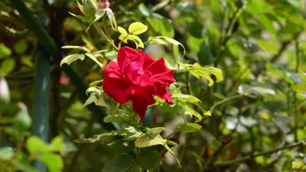 Vackra Röda Ros Blommor Växer Trädgården Sommaren Solig Dag — Stockvideo
