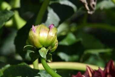 Bahçede yetişen pembe çiçekler