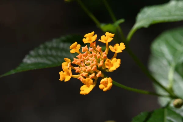 Gyönyörű Narancs Sárga Virágok Kertben — Stock Fotó