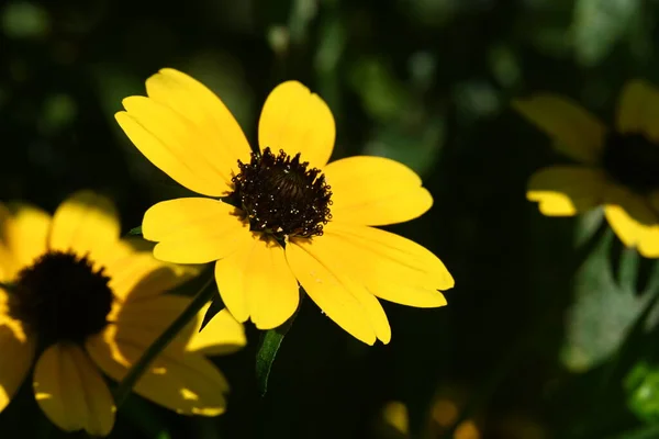 Primer Plano Flores Amarillas Que Crecen Jardín — Foto de Stock