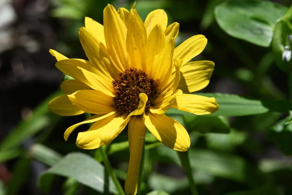 Primer Plano Flores Amarillas Que Crecen Jardín — Foto de Stock