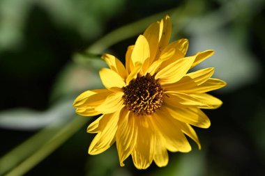 Bahçede yetişen sarı çiçekleri kapatın. 