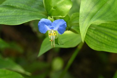 Bahçede yetişen narin mor çiçekler